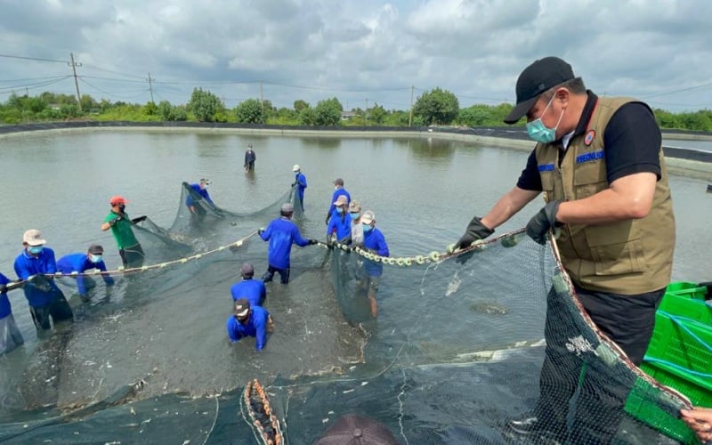  Segera Melantai, Mayoritas Dana IPO Agro Bahari (UDNG) untuk Bikin Tambak Udang Baru