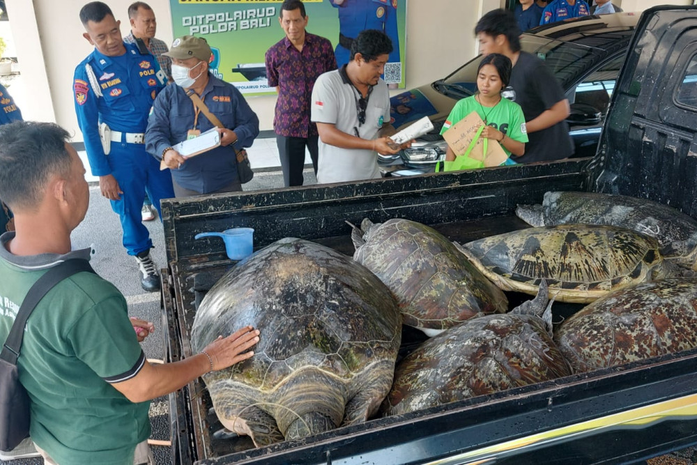  Polisi Gagalkan Penyelundupan Penyu Hijau di Bali