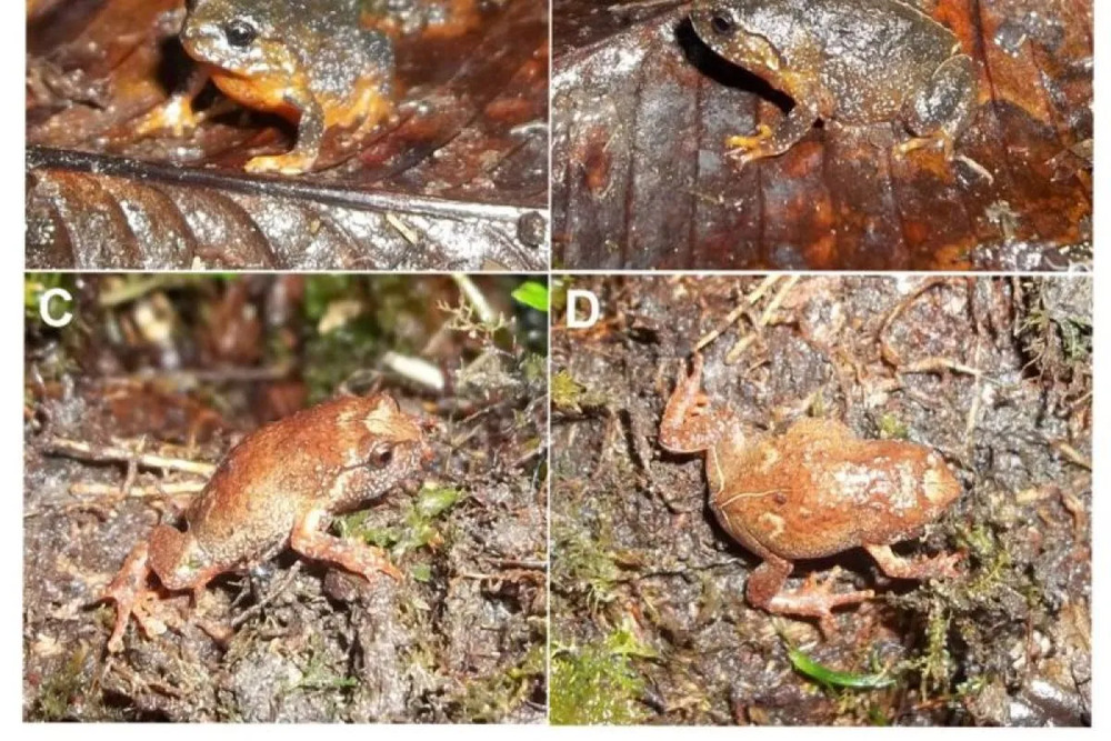  Katak Jenis Baru Ditemukan Endemik di Pulau Sulawesi