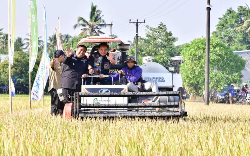  Petani Padi di Maros Panen Raya Seluas 50 Hektare di Tengah Kemarau Panjang