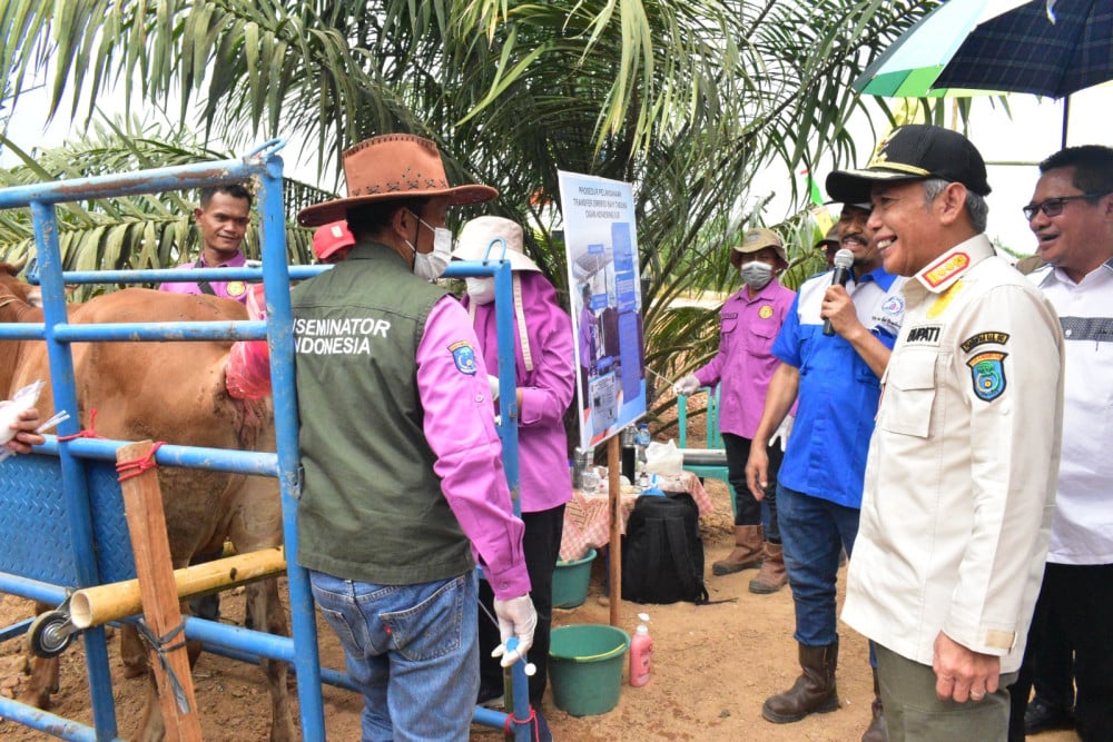  Tingkatkan Kualitas Bibit Ternak Sapi, OKI Dorong Transfer Embrio