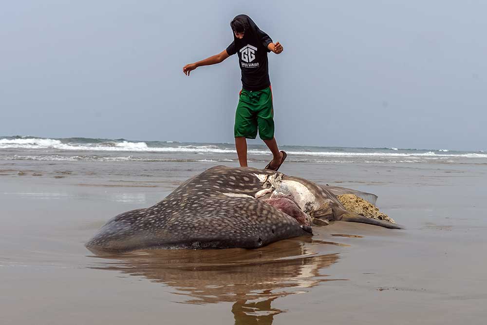  Hiu Paus Sepanjang Sepuluh Meter Mati Terdampar di Pantai Kampis Pandeglang