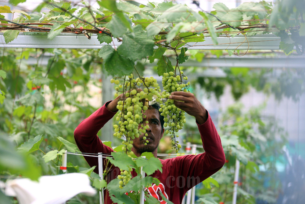  Melihat Lebih Dekat Agro Edukasi Anggur di Bandung Barat
