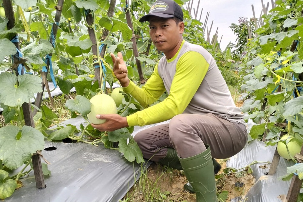  Pupuk Berkualitas, Kunci Sukses Petani Melon di Kalimantan Timur