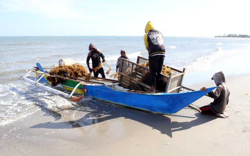  Menteri Teten: 65% Ekspor Produk Rumput Laut RI Berupa Bahan Mentah