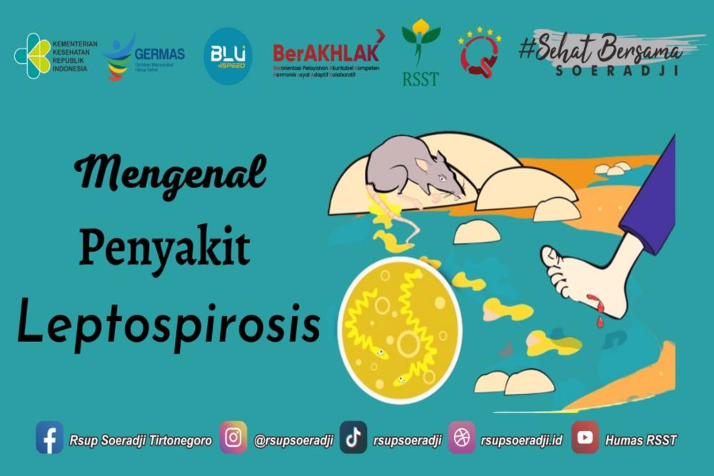  Gejala Leptospirosis, Waspada di Musim Hujan yang Baru Tiba