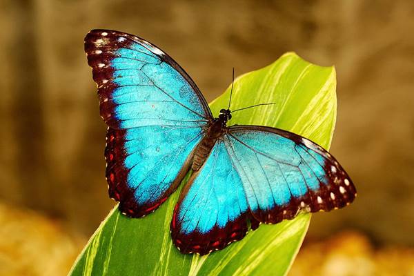  Kupu-kupu dapat Membantu Para Ilmuwan Mendeteksi Kanker