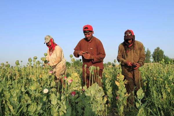  Budi daya opium di Afghanistan Anjlok Drastis, Ini Penyebabnya