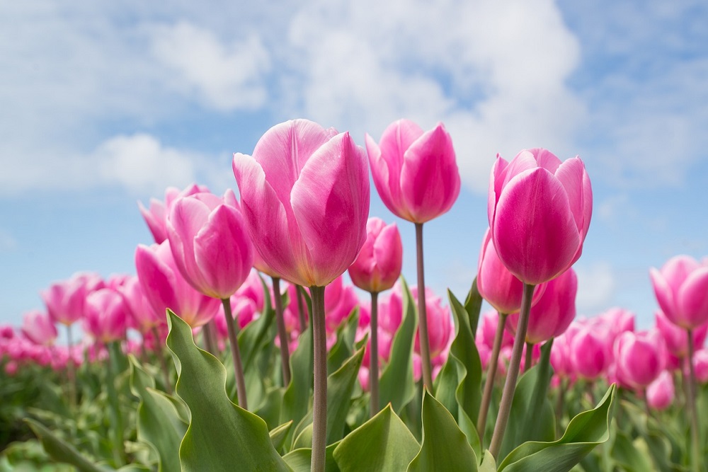  7 Arti Bunga Tulip Berdasarkan Warnanya dan Filosofinya