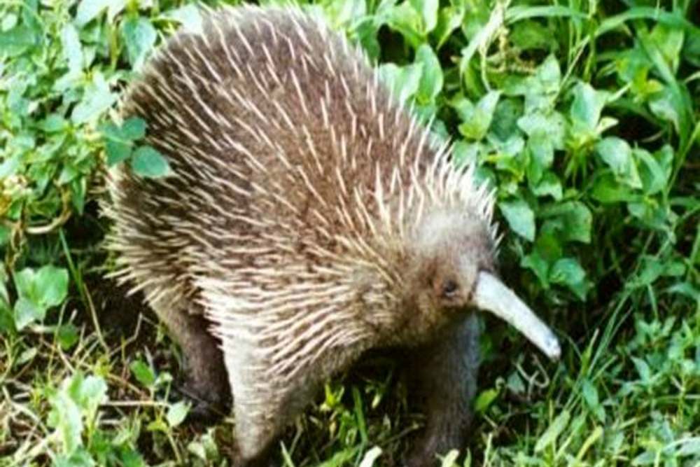  Diduga Telah Punah, Spesies Echidna atau Landak Paruh Panjang Ditemukan di Papua