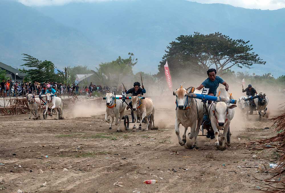  Serunya Karapan Sapi di Desa Tinggede Sulawesi Tengah