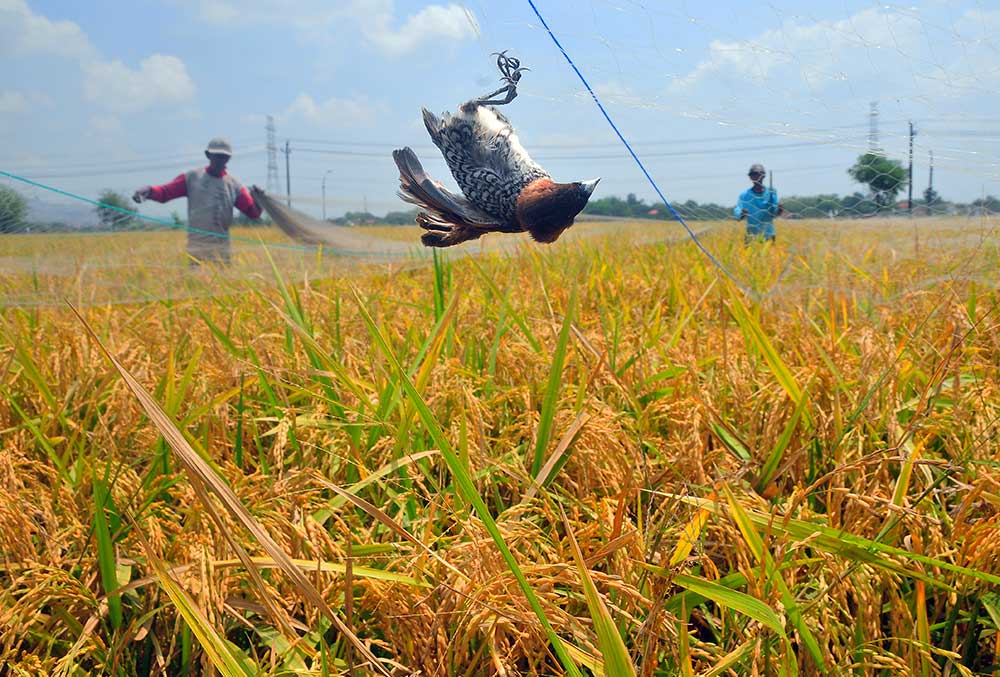  Kementan Akan Menambah Produksi Beras Pada Desember 2023