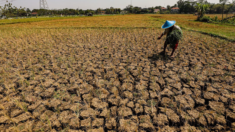  Siasat Amran Kerja Peningkatan Produksi Padi Tahun Depan