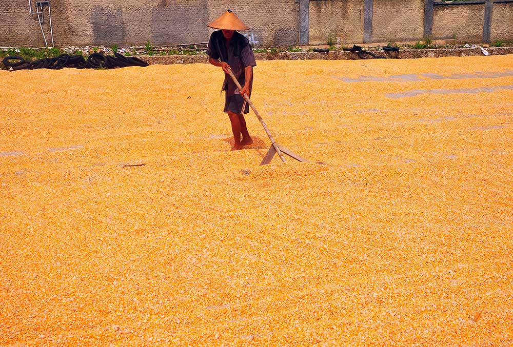  Kementan Targetkan Produksi Jagung Pada 2024 Mencapai 16 Juta Ton