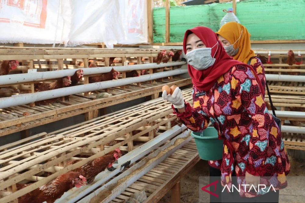  Pemkot Pekalongan Bikin Percontohan Ternak Ayam untuk Gizi