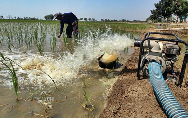  Infrastruktur Pertanian Diperlukan untuk Kerek Produksi Padi