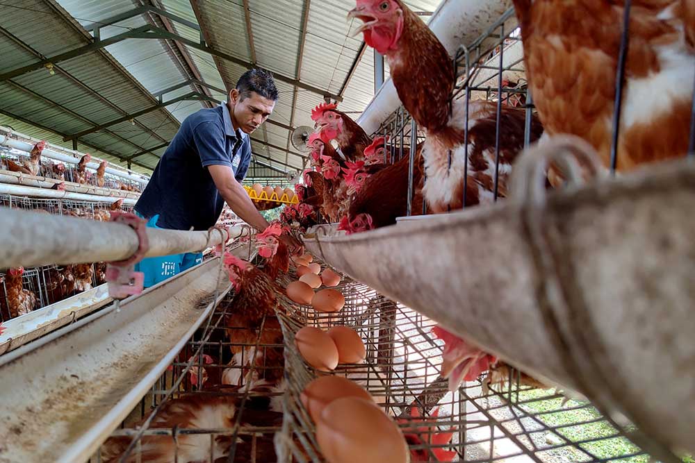  Harga Telur Ayam Alami Kenaikan Akibat Kenaikan Harga Pangan