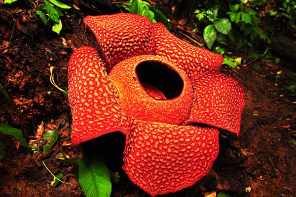 Bunga Raflesia Arnoldi/wikipedia