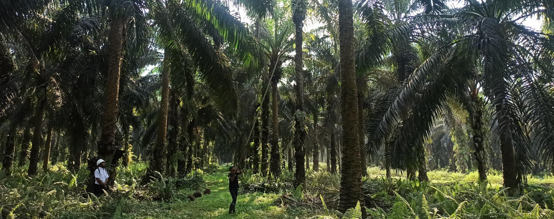  Komoditas Hari Ini (23/11): Batu Bara dan CPO Menguat Dua Hari Berturut-turut