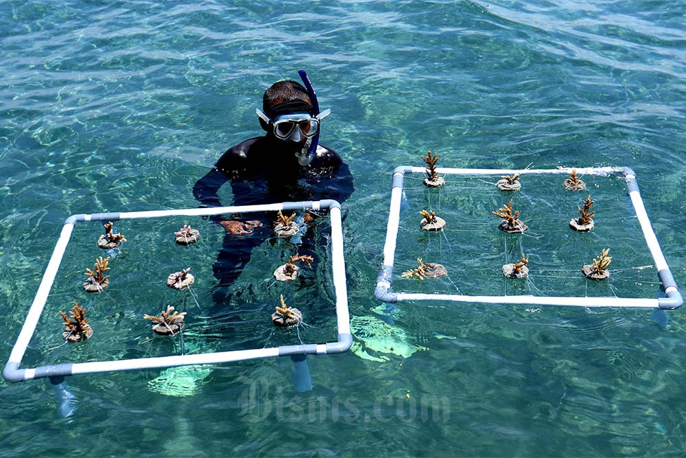  Tranplantasi Terumbu Karang di Pantai Bangsring