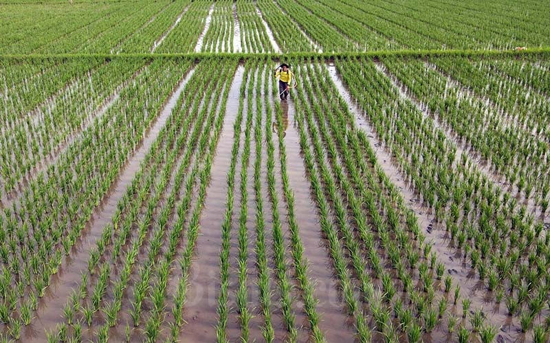  Bey Minta Pengairan Sawah di Jabar Jangan Ada yang Tersendat