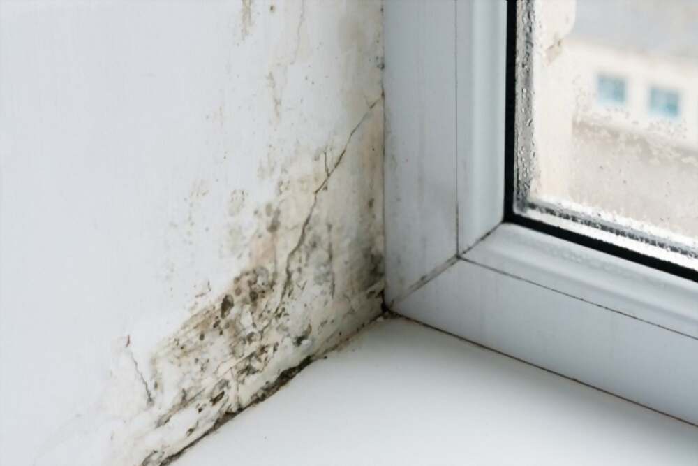  Dinding Rumah Anda Menghitam Karena Jamur? Ini Bahayanya untuk Kesehatan