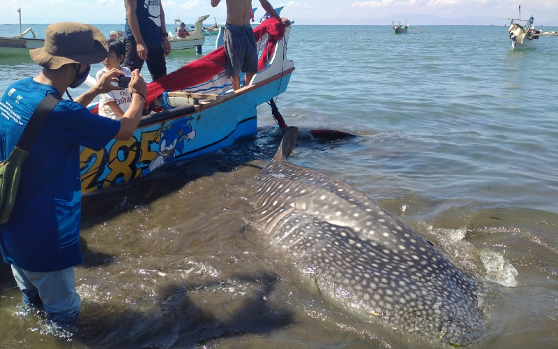 Ikan paus lombok terjerat jaring ikan. /KKP