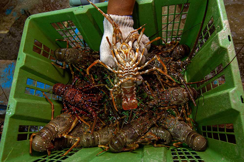  Sumbar Mulai Budidaya Lobster Laut Pada 2024 Untuk Penguatan Sektor Perikanan