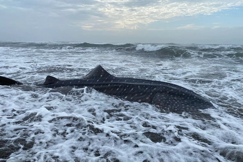  Hiu Tutul Terdampar di Pantai Welahan Wetan Cilacap
