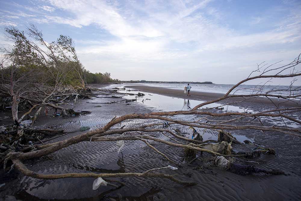  Tidak Kuat Menahan Gelombang Tinggi, Hutan Mangrove di Indramayu Rusak Parah
