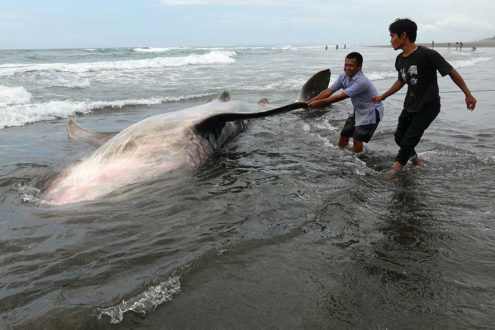  Hiu Tutul Mati Terdampar di Pantai Cilacap Jawa Tengah