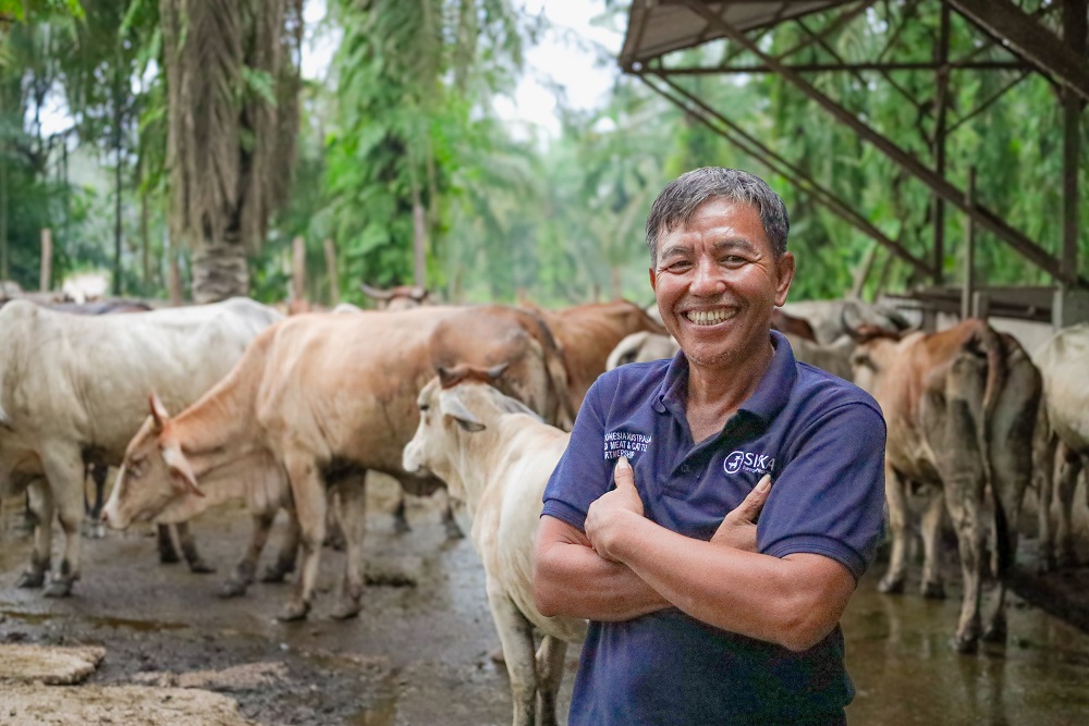 Ketua Poktan Mutiara Indah, Alex Sapirman mengakui usaha ternak sapinya di Siak telah dimulai sejak 15 tahun silam.