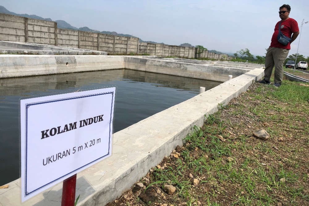  Pemkab Cirebon Bangun Pusat Benih untuk Naikkan Pamor Ikan Air Tawar
