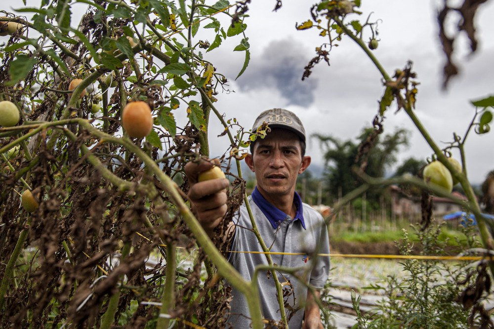 Seorang petani memanen tomat di Desa Batu Palano, Sungai Pua, Kabupaten Agam, Sumatra Barat, Senin (4/12/2023)./Bisnis-Muhammad Noli Hendra