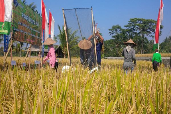 Petani memanen padi di Subak Pulagan, Tampaksiring, Kabupaten Gianyar./Bisnis-Feri Kristianto