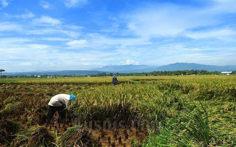 Petani memanen padi di sawah garapannya di Bogor, Jawa Barat, Sabtu (11/4/2020). Bisnis/Abdurachman
