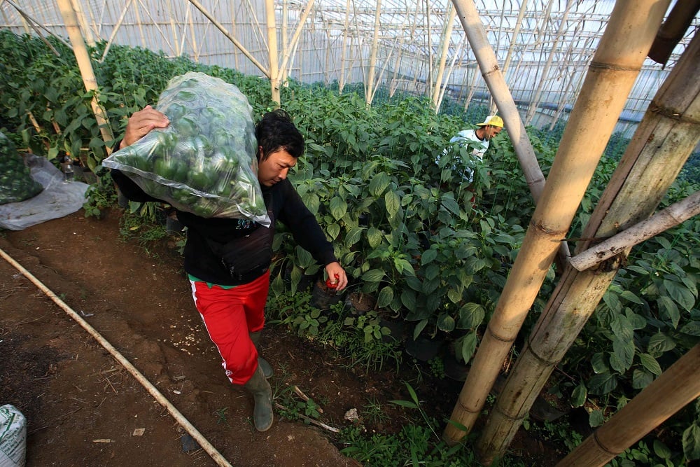  Belasan Ribu Warga Kabupaten Cirebon Merupakan Petani Milenial