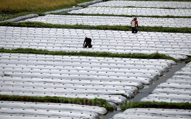 Petani bercocok tanam di lahan garapannya di kawasan Cileunyi, Kabupaten Bandung, Jawa Barat, Senin (4/5/2020). Bisnis/Rachman
