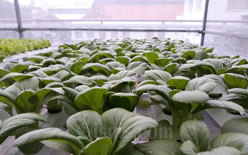  Tren Urban Farming, Bikin Jumlah RTUP di Kabupaten Cirebon Naik