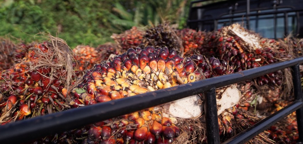 Kelapa sawit ditumpuk di atas sebuah truk./Bloomberg-Dimas Ardian