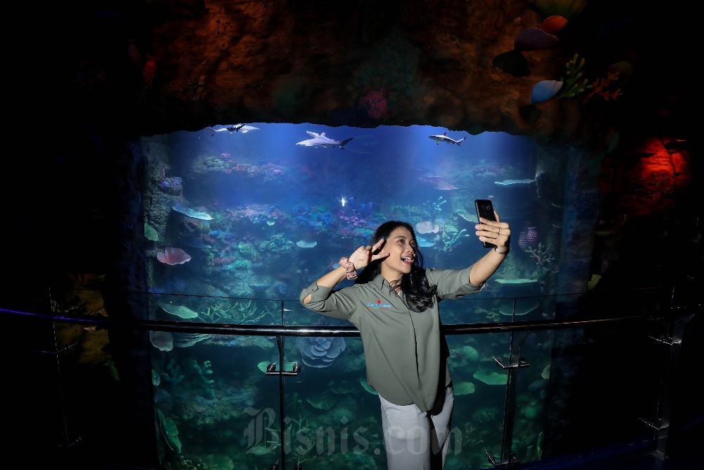  Melihat Lebih Dekat Biota Laut di BXSea
