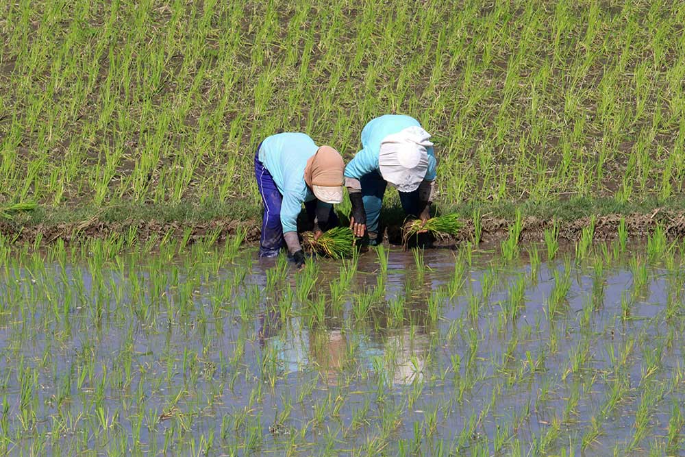  Kementan Optimis Target Produksi Padi Sebanyak 35 Juta Ton Pada 2024 Dapat Tercapai