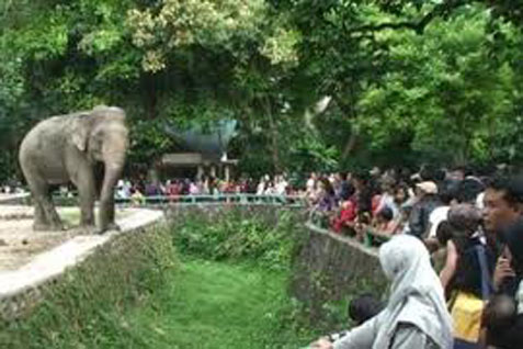  Kandang Gajah dan Jerapah Masih Jadi Lokasi Favorit di Taman Margasatwa Ragunan