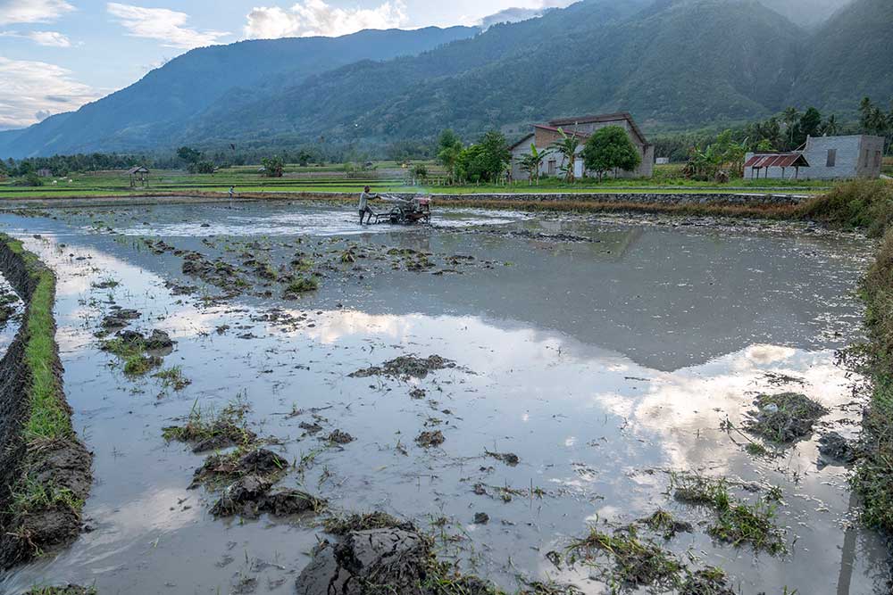  Musim Tanam Padi di Sulawesi Mundur Karena Belum Ada Hujan