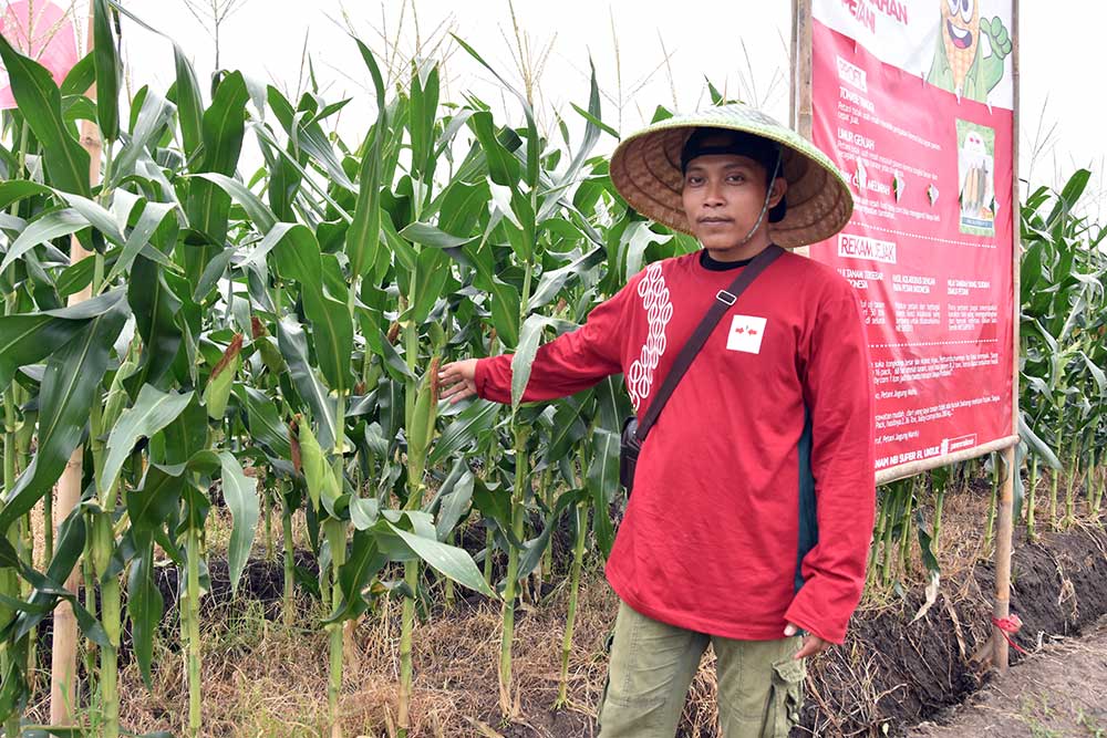  Jelang Pergantian Tahun, Petani Siap Penuhi Kebutuhan Jagung Manis