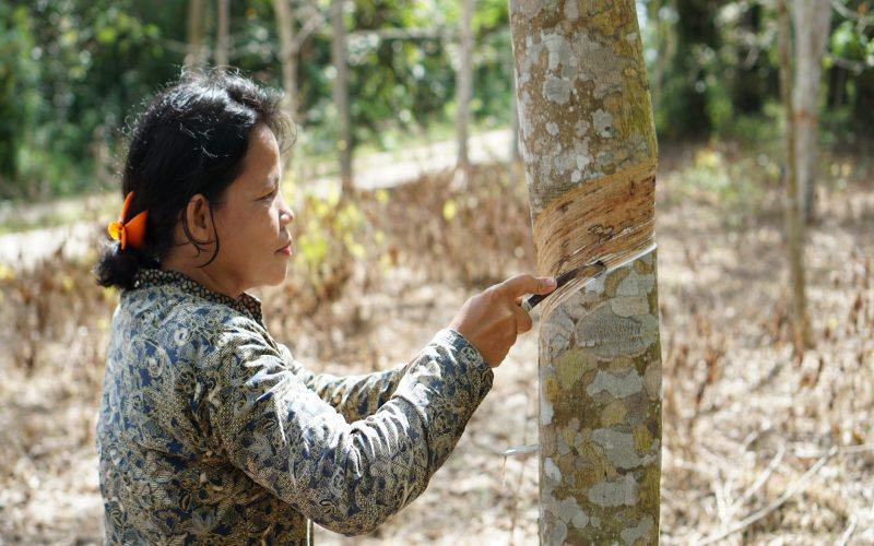  Sunset for Sumatra's Rubber Factories
