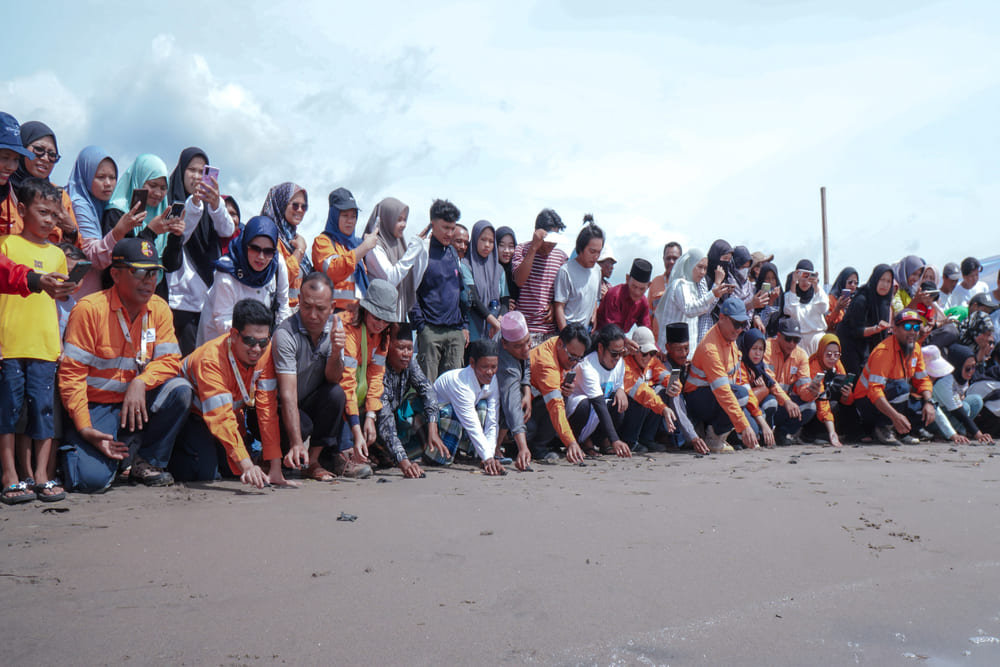  Dukung Keanekaragaman Hayati, Agincourt Lepas 1000 Tukik di Pantai Barat Muara Opu