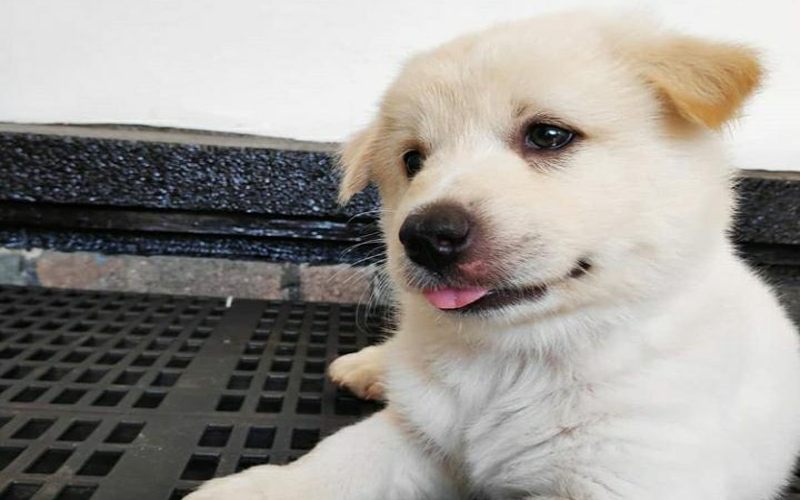  Kasus Jual Beli Ratusan Anjing dari Subang ke Surakarta, Penjual Mengaku Kantongi Surat Polisi