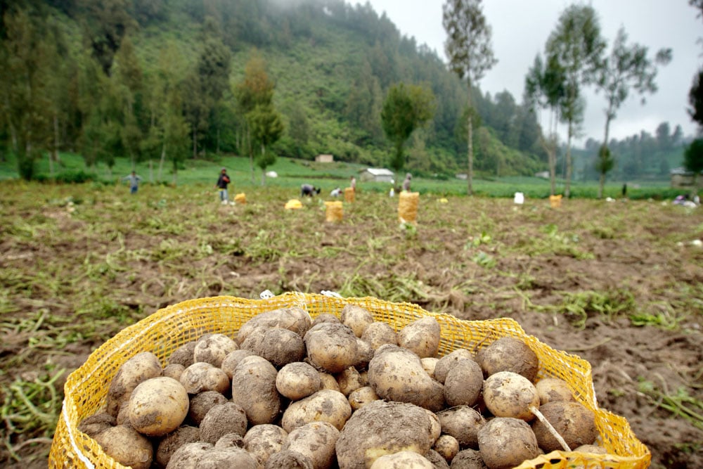  Petani Suku Tengger di Jawa Timur Alami Keterlambatan Panen Akibat Cuaca Tidak Menentu