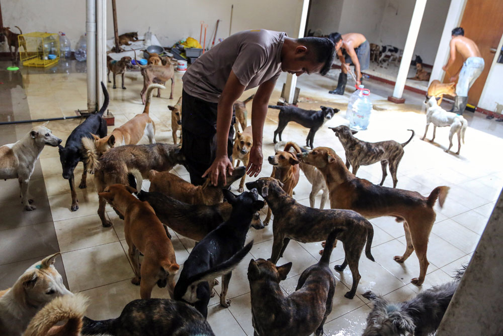  Perawatan Ratusan Anjing Yang Diselamatkan Dari Tindak Kejahatan Penyelundupan di Semarang